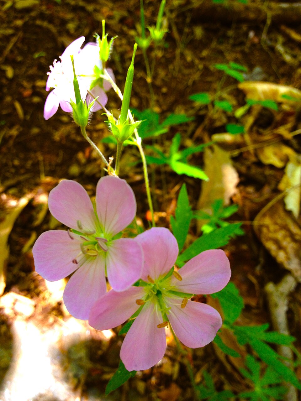 Geranium maculatum (wild geranium)