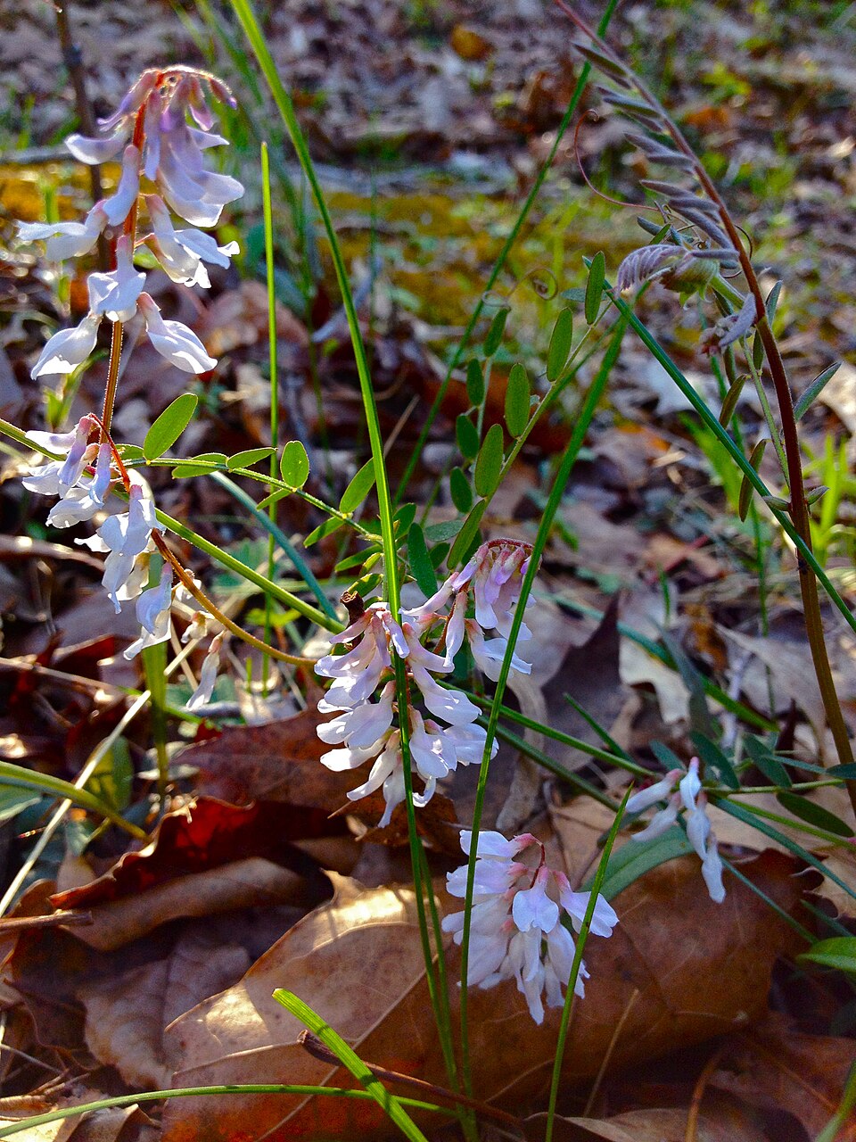 Vicia caroliniana (Carolina Vetch) (alternate view 6)