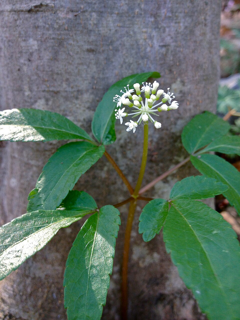 Panax trifolius (dwarf ginseng) (alternate view 8)