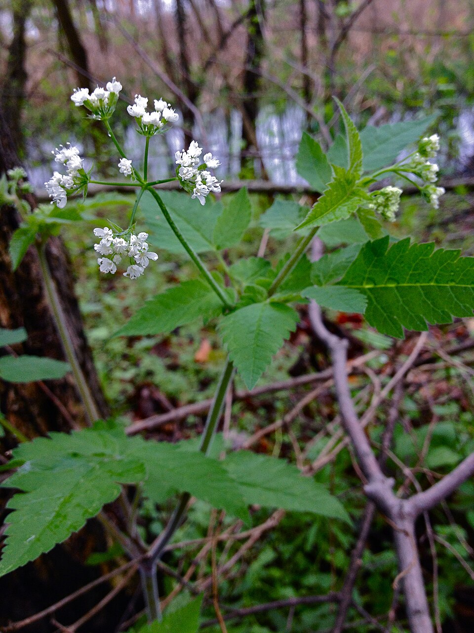 Osmorhiza longistylis (aniseroot) (alternate view 2)