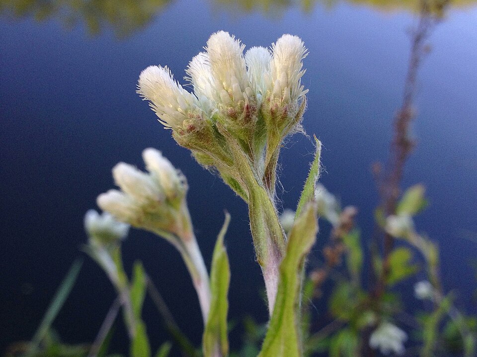Antennaria plantaginifolia (plantain-leaved pussytoes) (alternate view 9)
