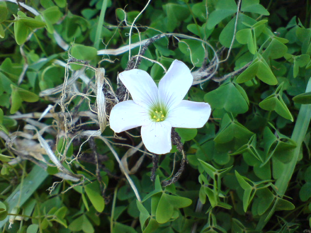 Oxalis incarnata (Pale pink-sorrel)