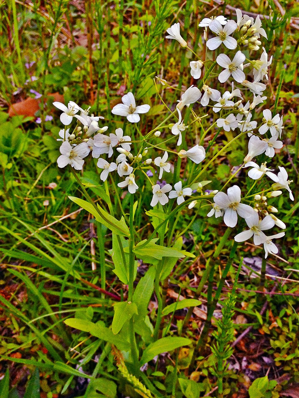 Cardamine bulbosa (bulbous cress) (alternate view 8)