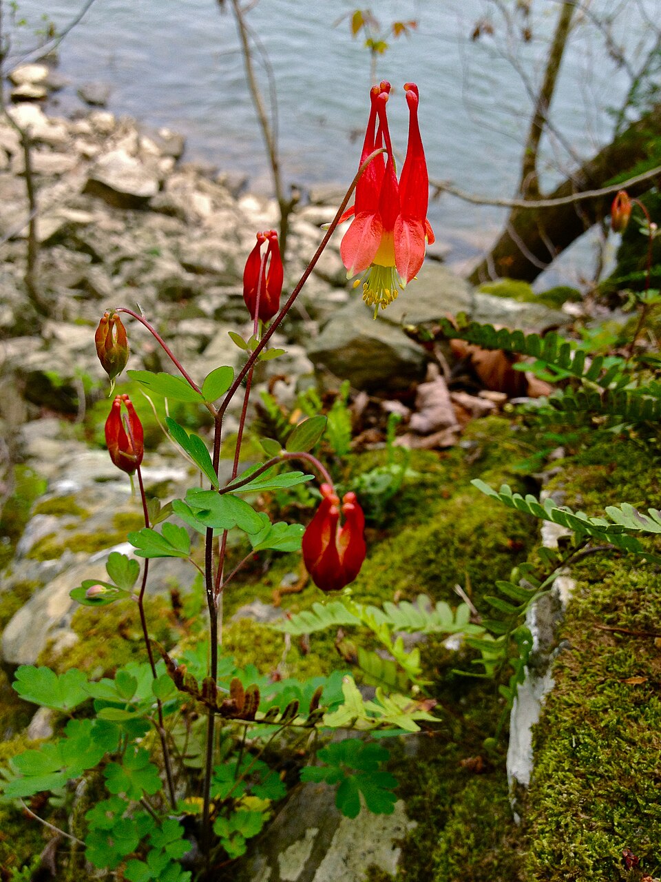 Aquilegia canadensis (Wild Columbine) (alternate view 9)
