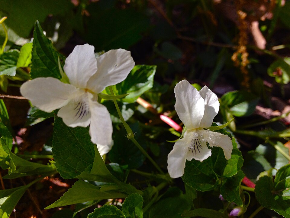 Viola striata (cream violet) (alternate view 7)