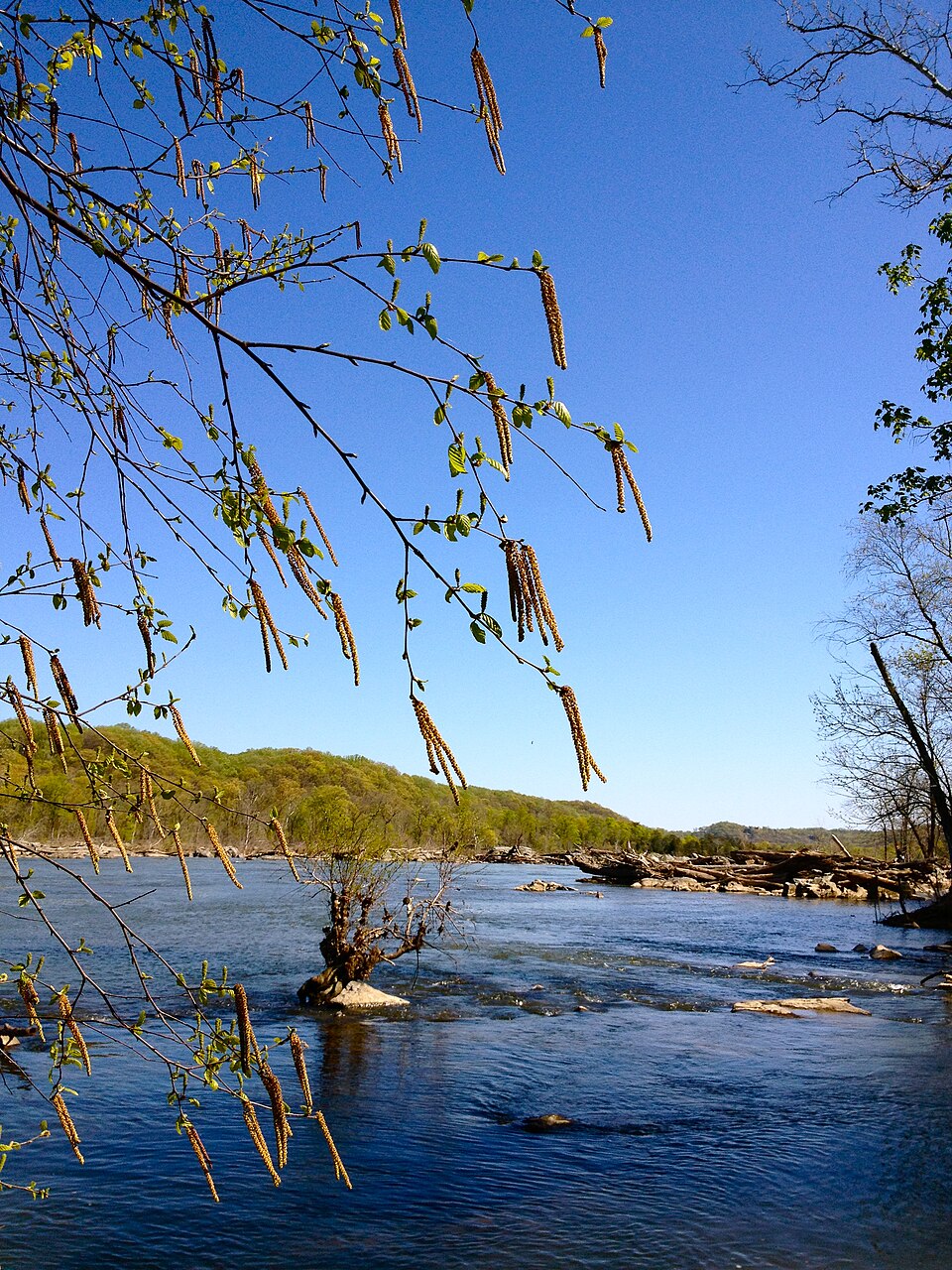Betula nigra (River Birch) (alternate view 7)
