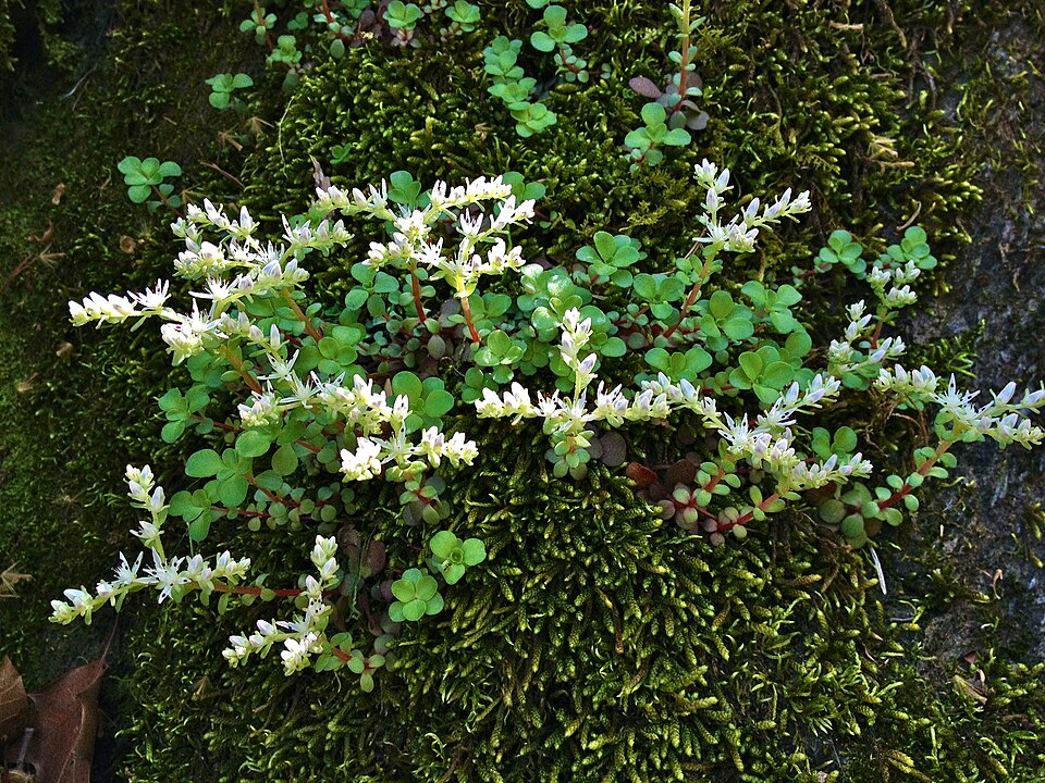 Sedum ternatum (woodland stonecrop) (alternate view 7)