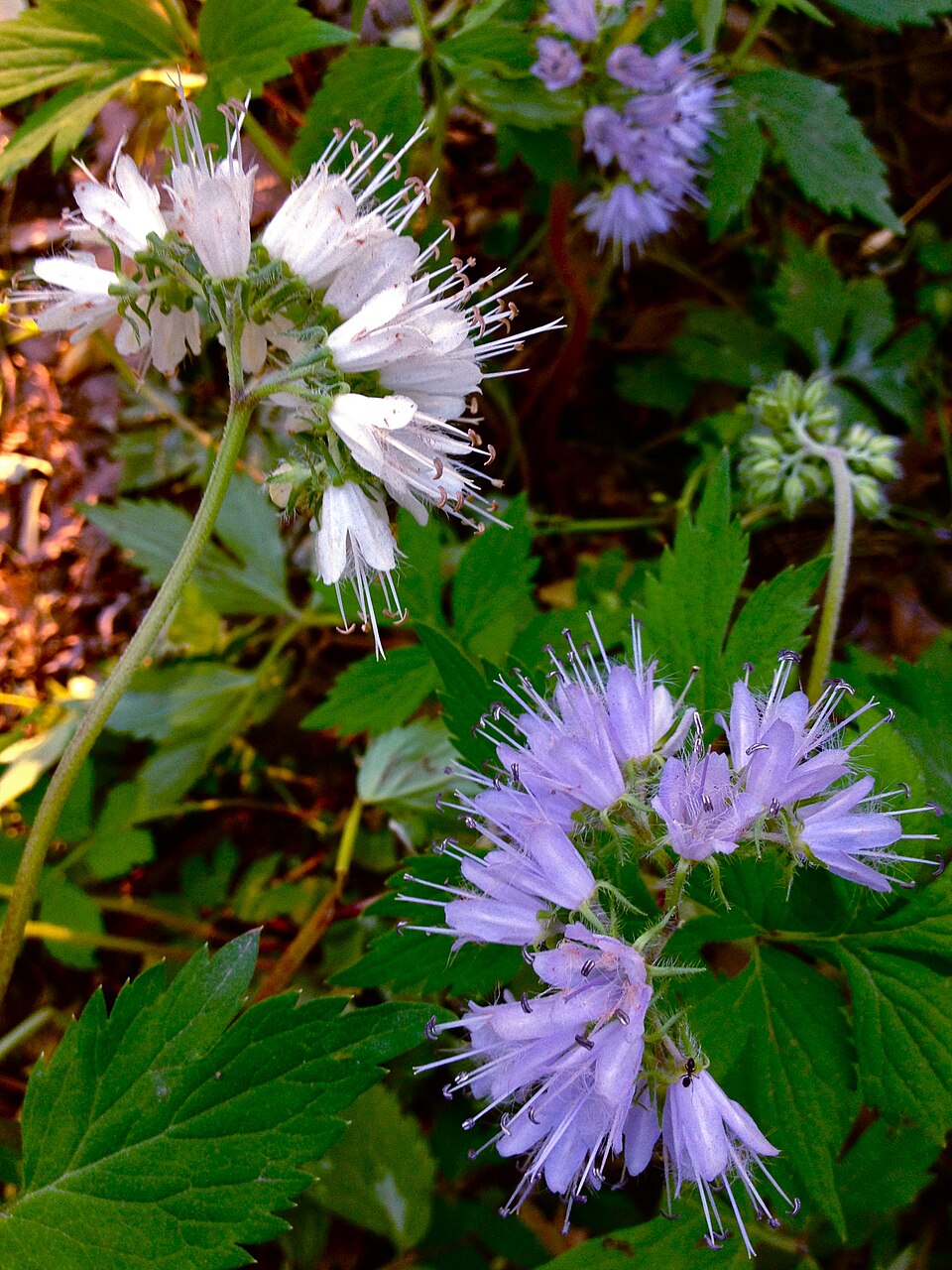 Hydrophyllum virginianum (Virginia waterleaf)