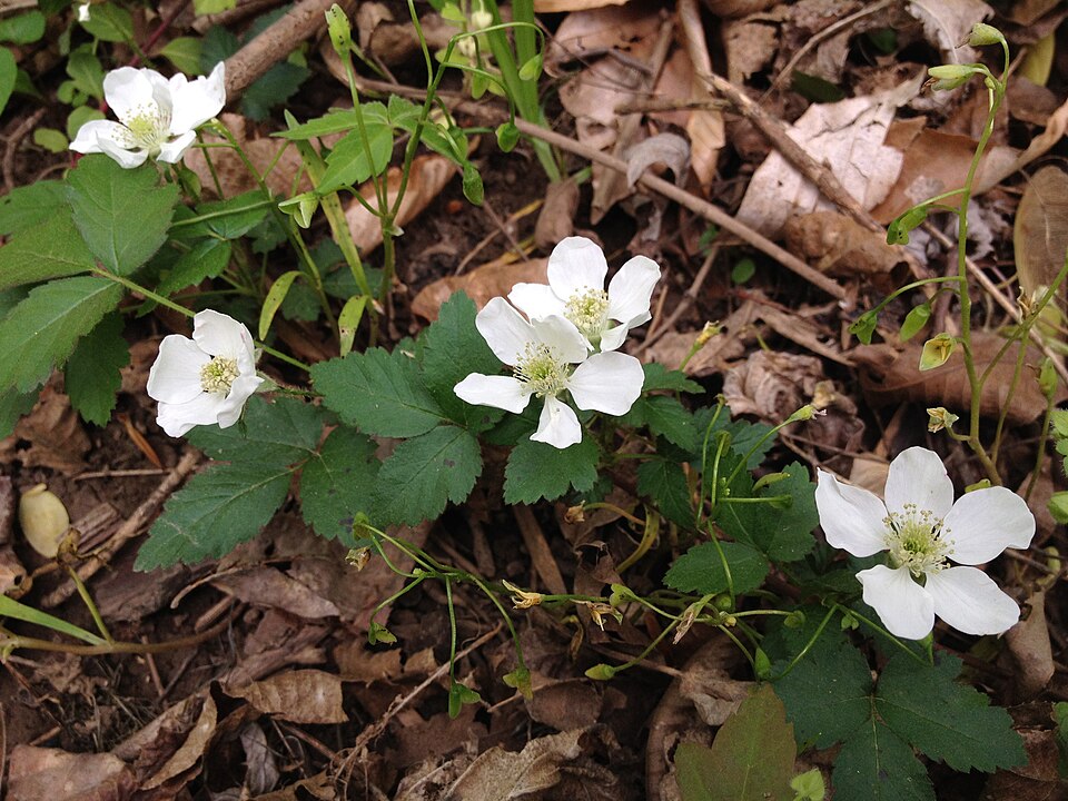 Rubus flagellaris (Common Dewberry) (alternate view 10)