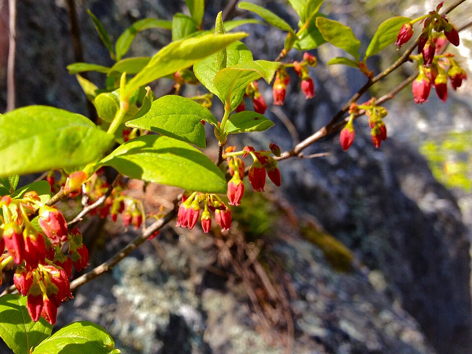 Gaylussacia baccata (black huckleberry) (alternate view 3)