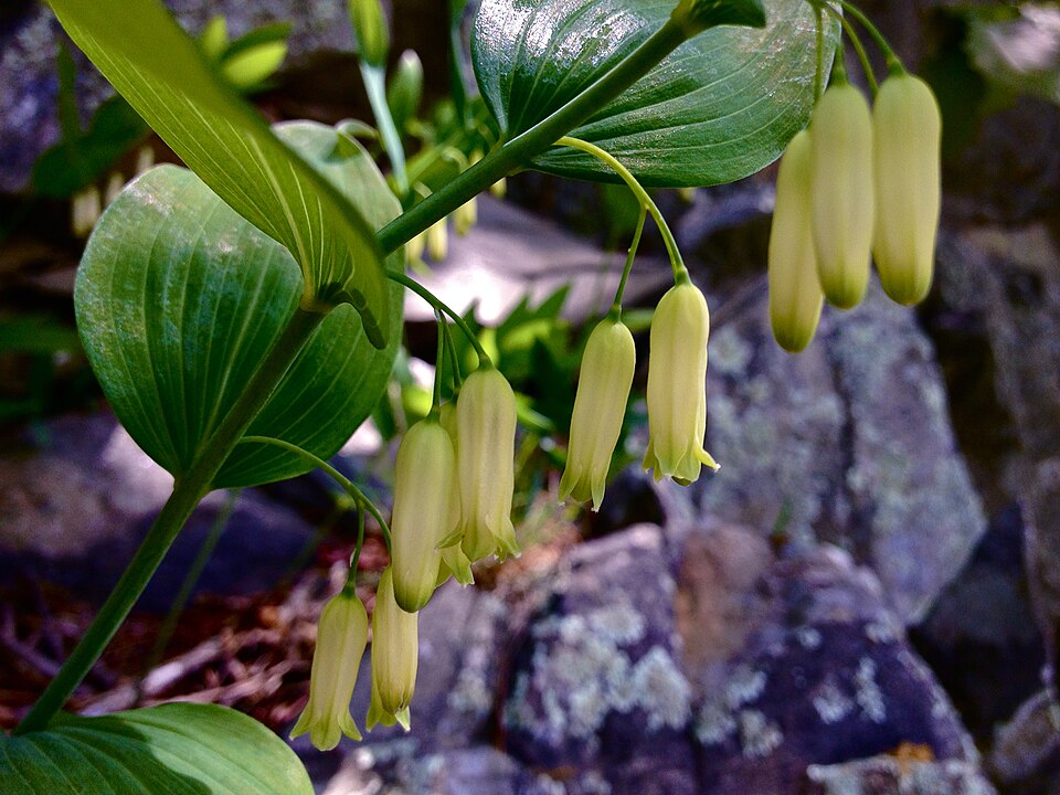 Polygonatum biflorum (Solomons Seal) (alternate view 8)