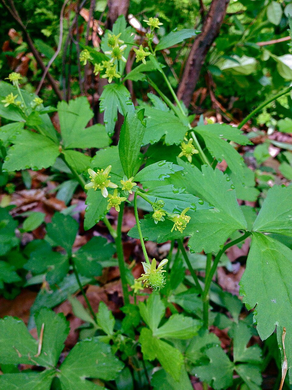 Ranunculus recurvatus (Hooked buttercup) (alternate view 3)