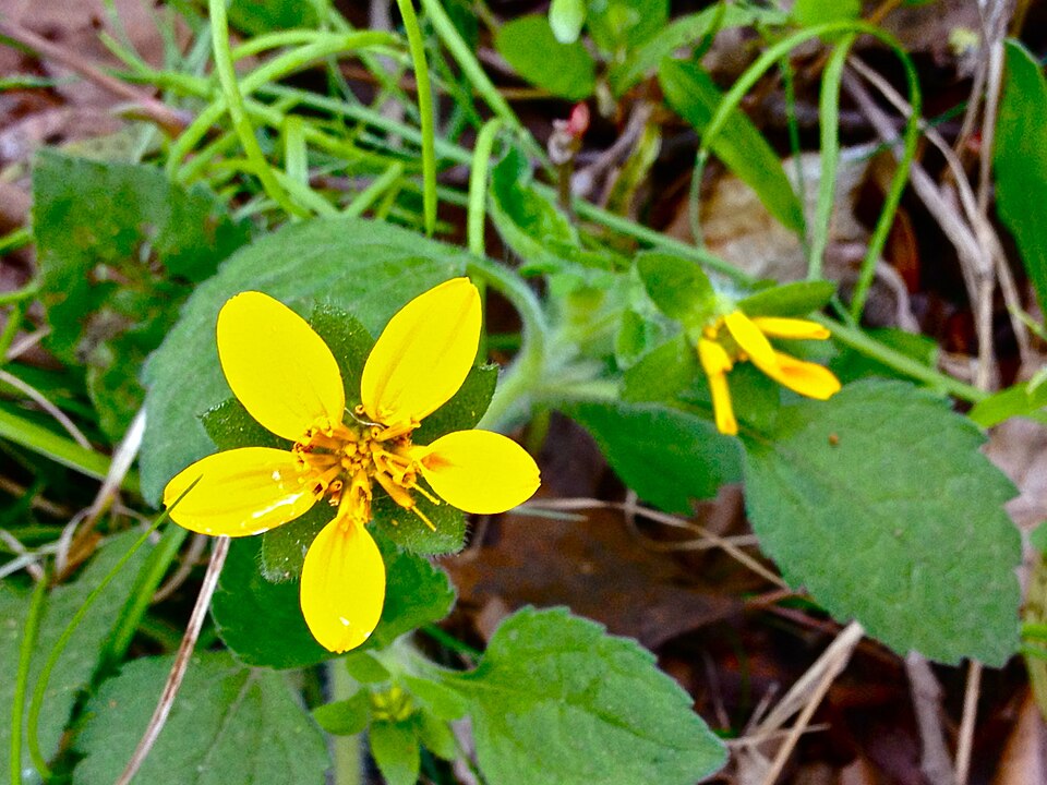 Chrysogonum virginianum (northern green-and-gold) (alternate view 6)