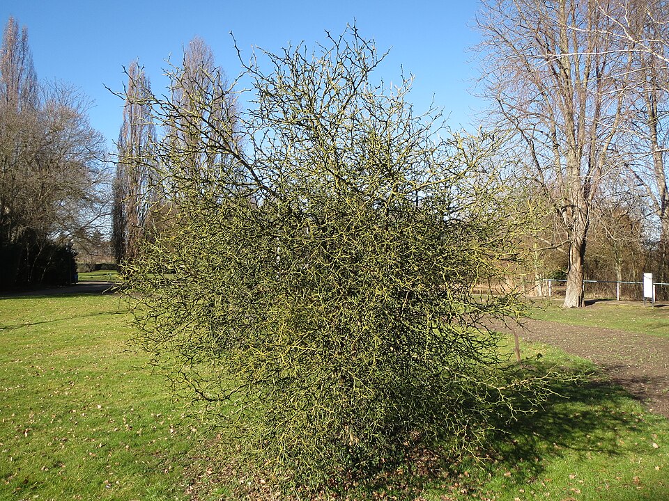 Citrus trifoliata (trifoliate orange) (alternate view 6)