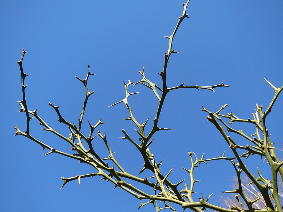 Citrus trifoliata (trifoliate orange) (alternate view 7)