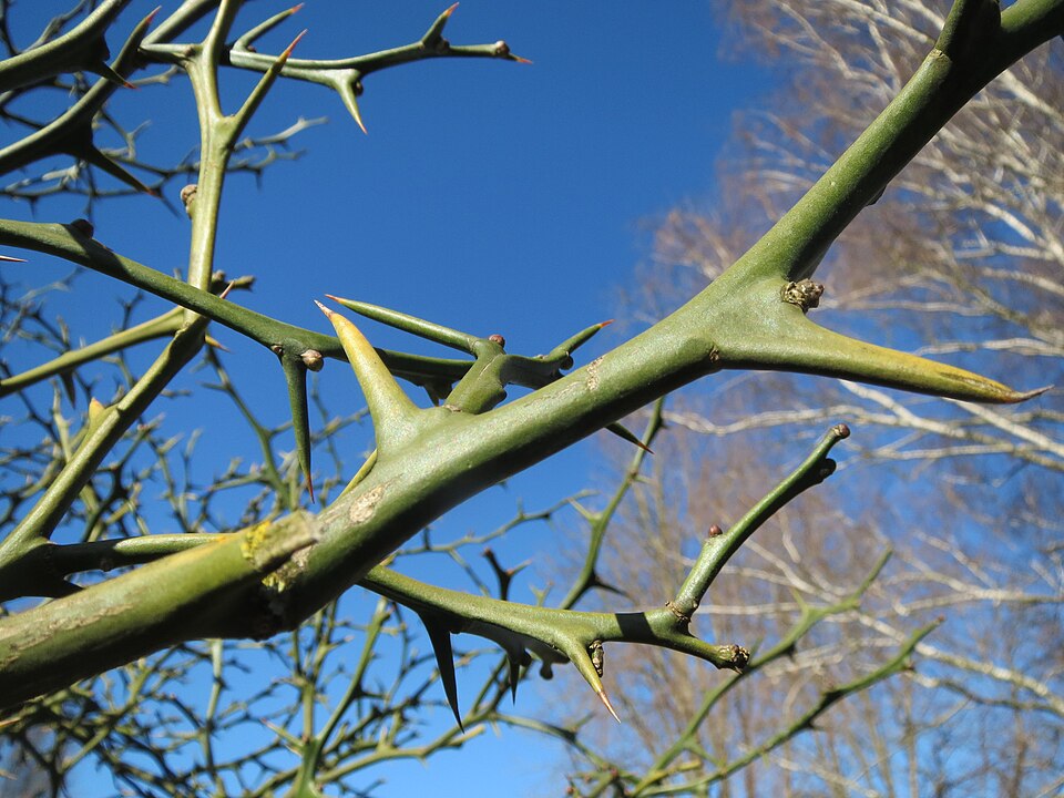 Citrus trifoliata (trifoliate orange) (alternate view 8)