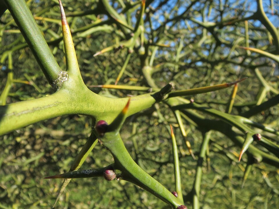 Citrus trifoliata (trifoliate orange) (alternate view 10)