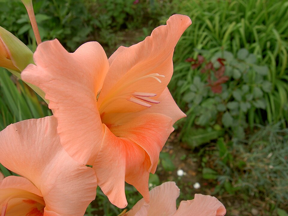 Gladiolus × hortulanus (Large-flowered Gladiolus) (alternate view 2)