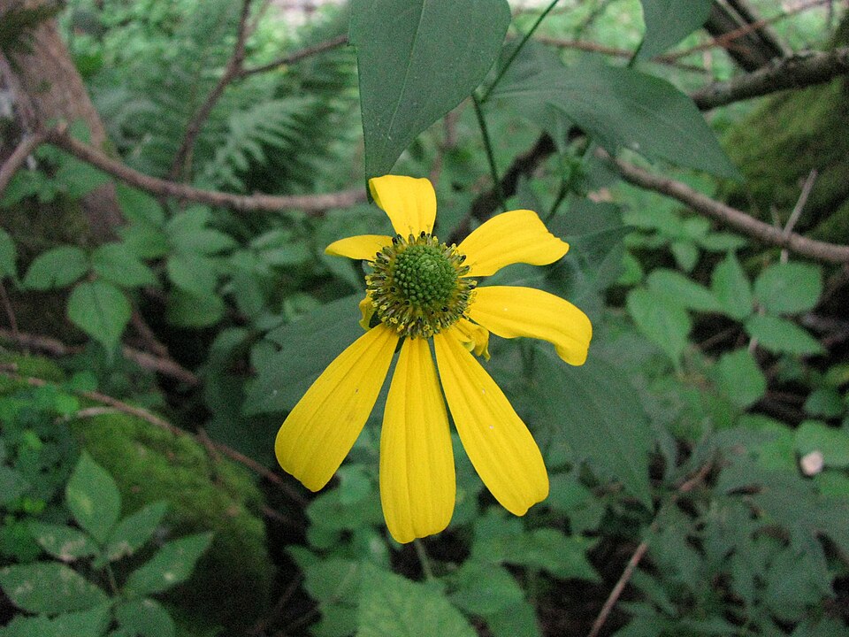 Rudbeckia laciniata (cutleaf coneflower)