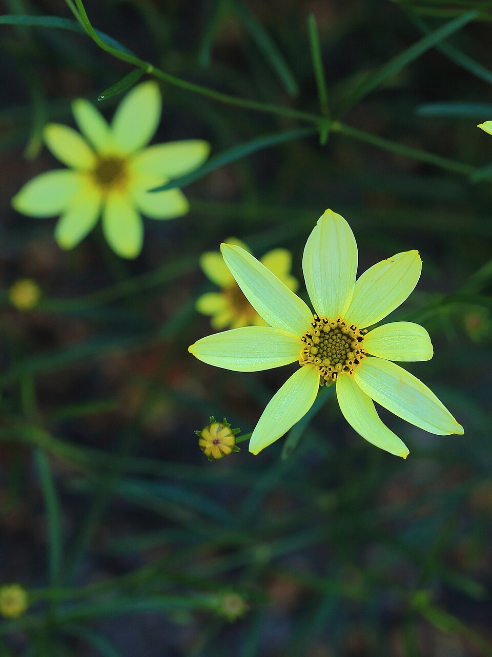 Coreopsis verticillata 'Moonbeam' (Moonbeam coreopsis, tickseed)