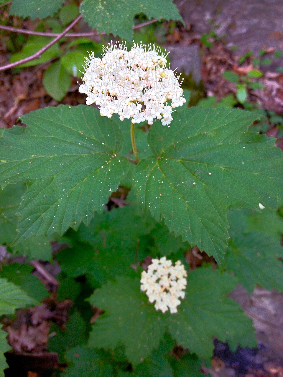Viburnum acerifolium (mapleleaf viburnum)