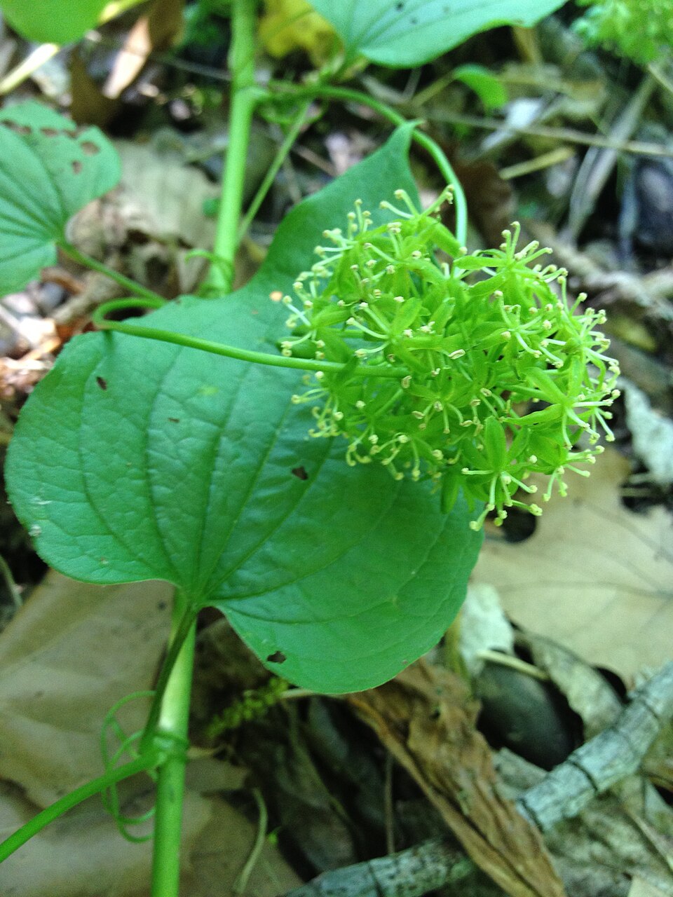 Smilax herbacea (smooth carrionflower) (alternate view 7)