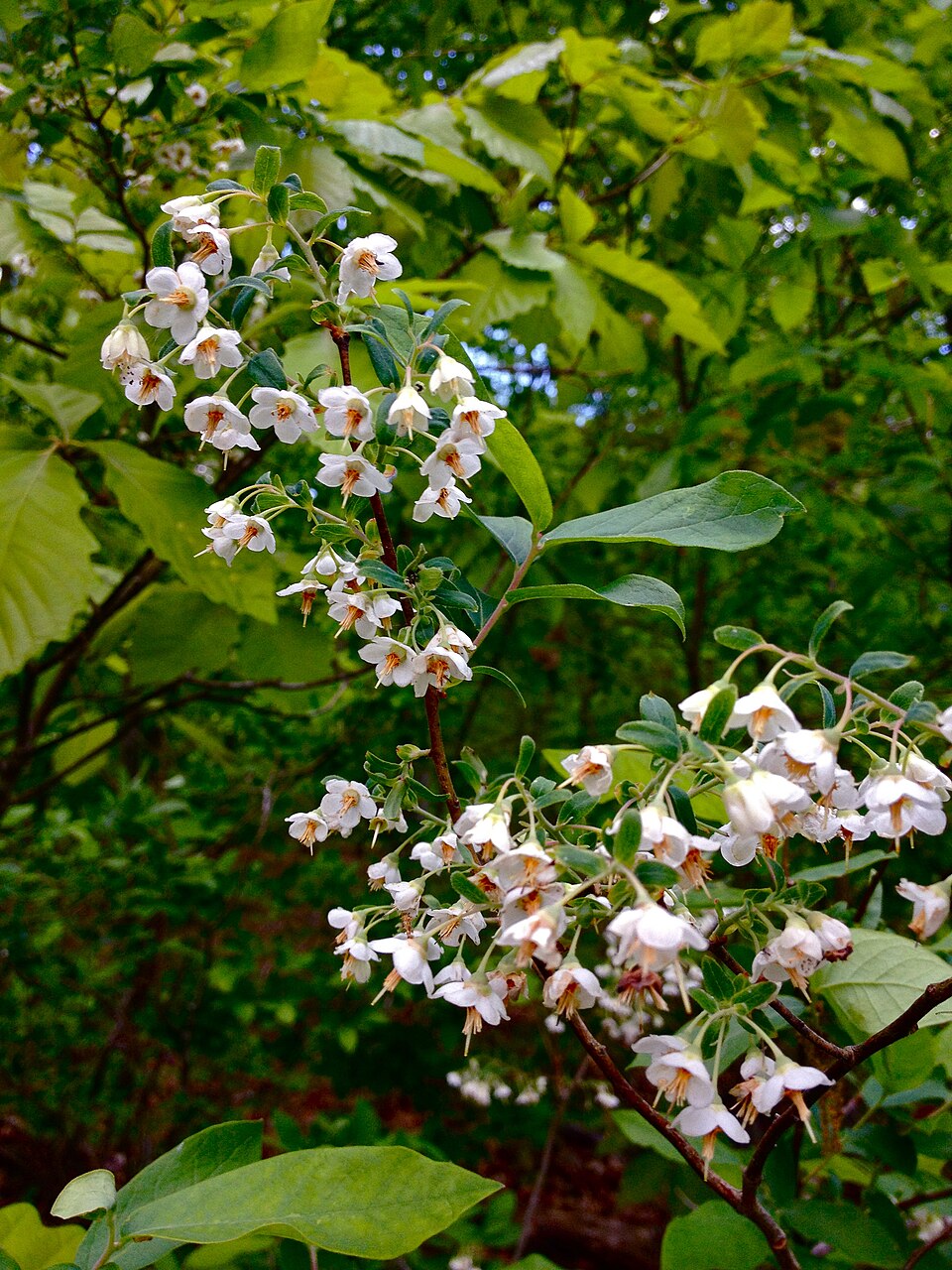 Vaccinium stamineum (deerberry) (alternate view 10)