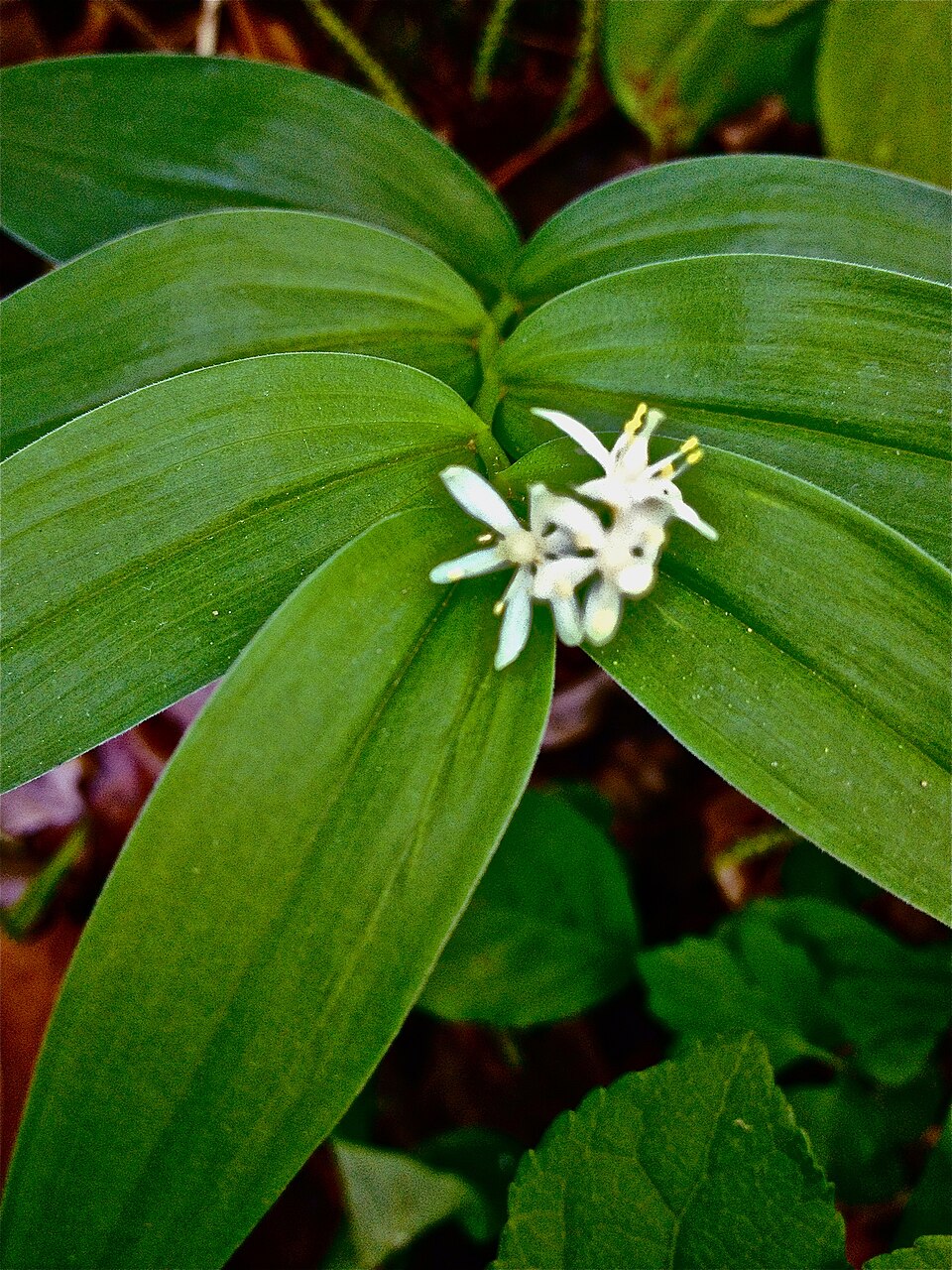 Maianthemum stellatum (star-flowered false Solomon's seal) (alternate view 10)