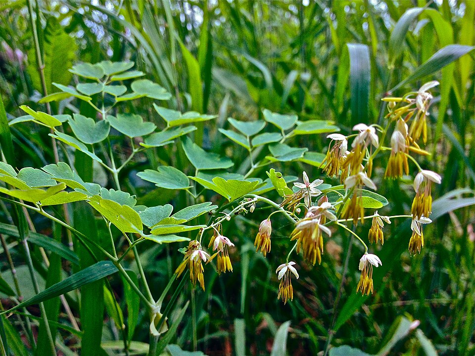 Thalictrum dioicum (early meadow-rue) (alternate view 3)