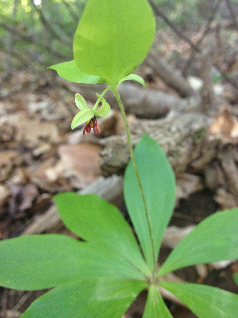 Medeola virginiana (Cucumber Root)