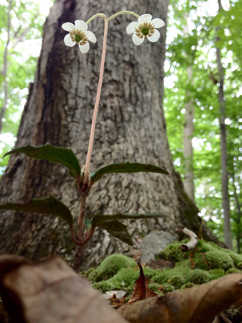 Chimaphila maculata (striped wintergreen)