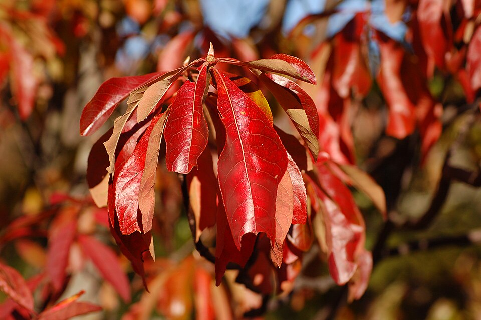 Franklinia alatamaha (franklinia) (alternate view 5)
