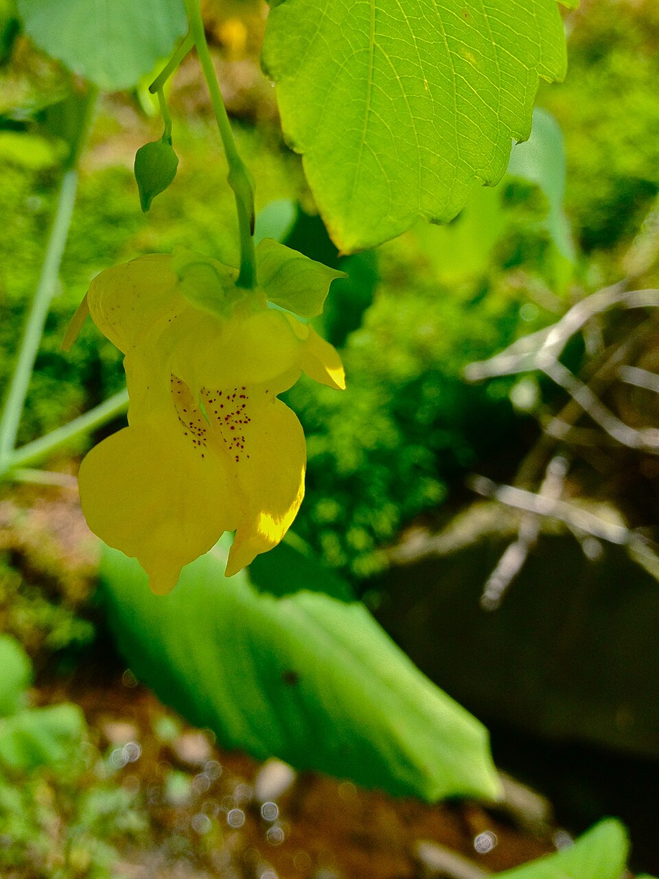 Impatiens pallida (pale jewelweed)
