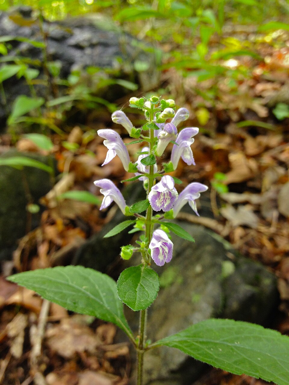 Scutellaria elliptica (Hairy Skullcap) (alternate view 6)