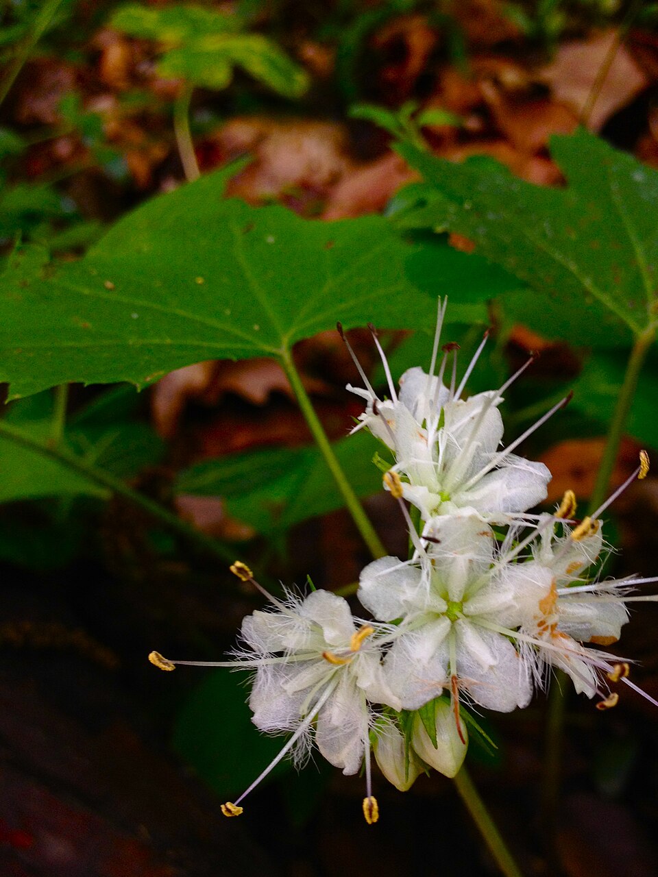 Hydrophyllum canadense (Broad-leaf Waterleaf) (alternate view 7)