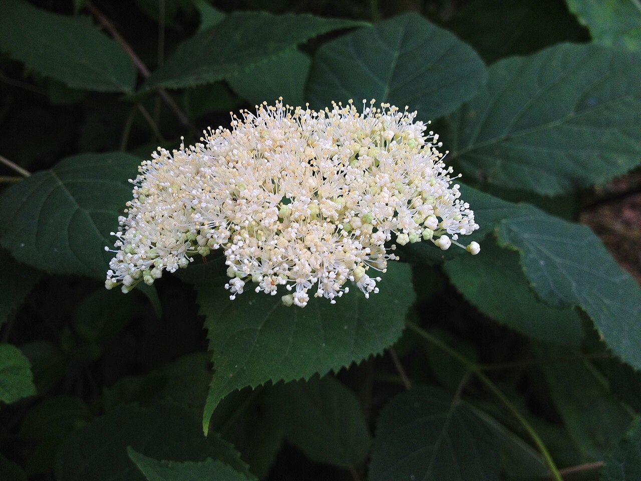 Hydrangea arborescens, Smooth hydrangea — mounding deciduous (Hydrangeaceae) (image 10 of 10)