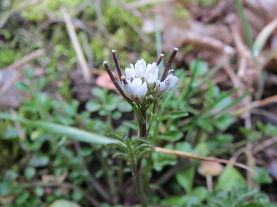 Cardamine hirsuta (shotweed) (alternate view 6)