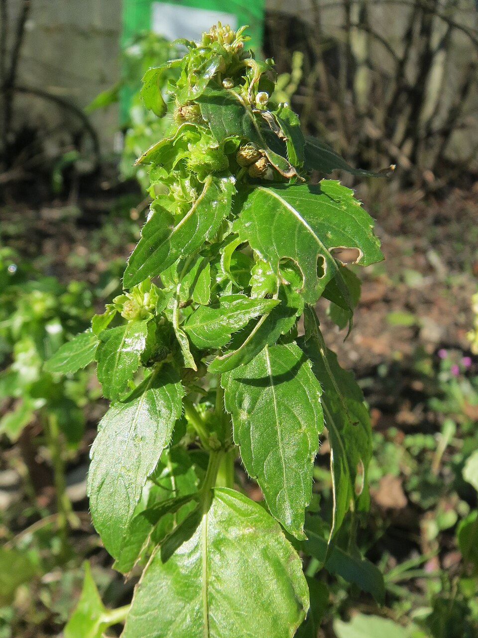 Mercurialis annua (Annual mercury)