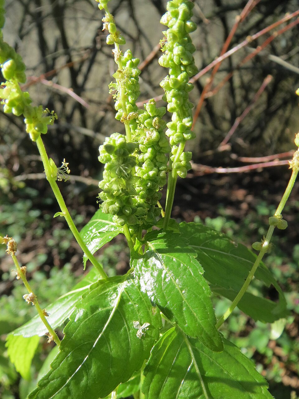 Mercurialis annua (Annual mercury)