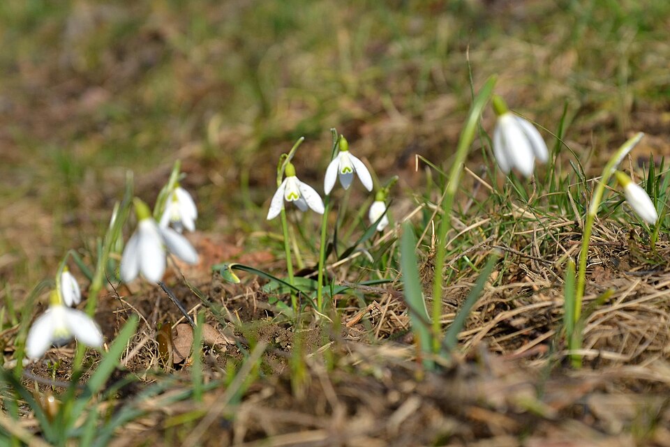 Galanthus nivalis (Common Snowdrop) (alternate view 9)