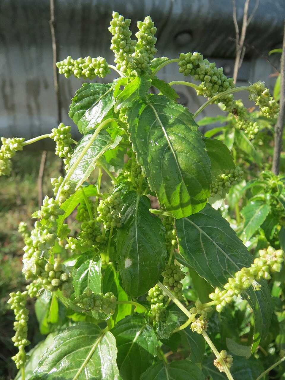 Mercurialis annua (Annual mercury)