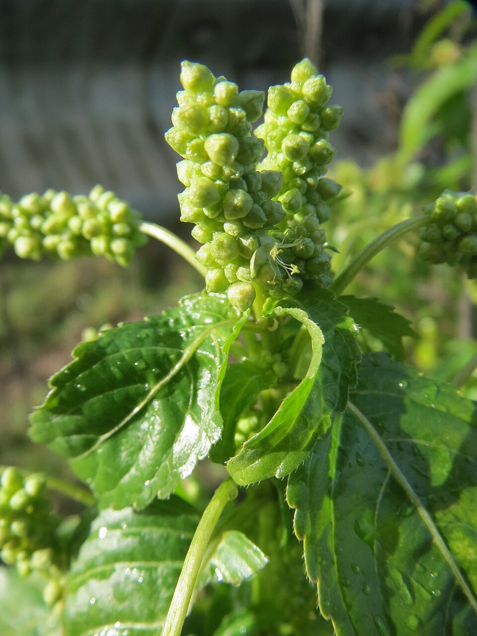 Mercurialis annua (Annual mercury)
