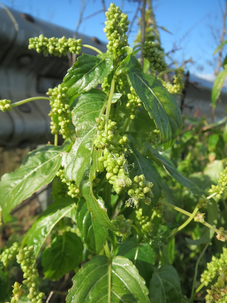 Mercurialis annua (Annual mercury)