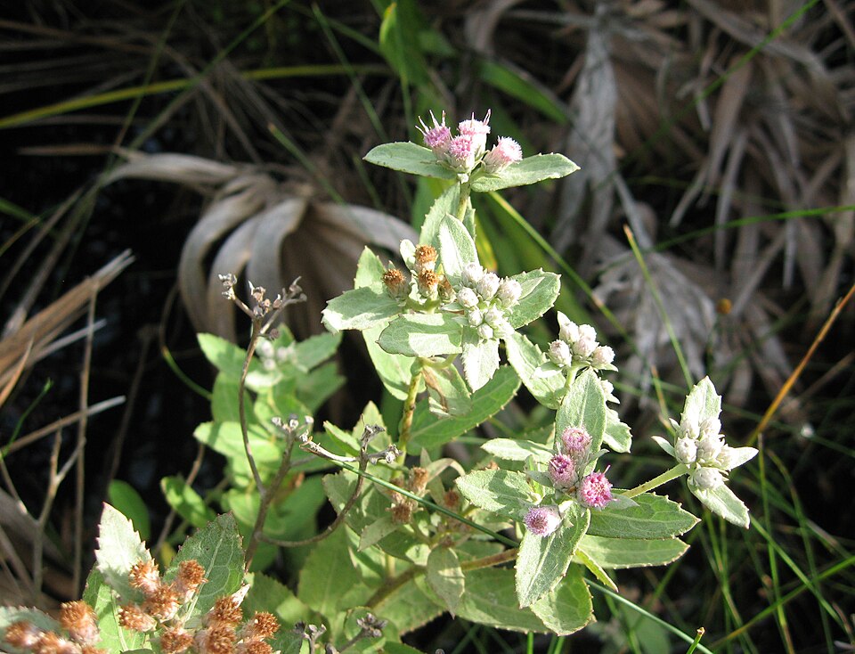 Pluchea baccharis (Rosy Camphorweed) (alternate view 7)