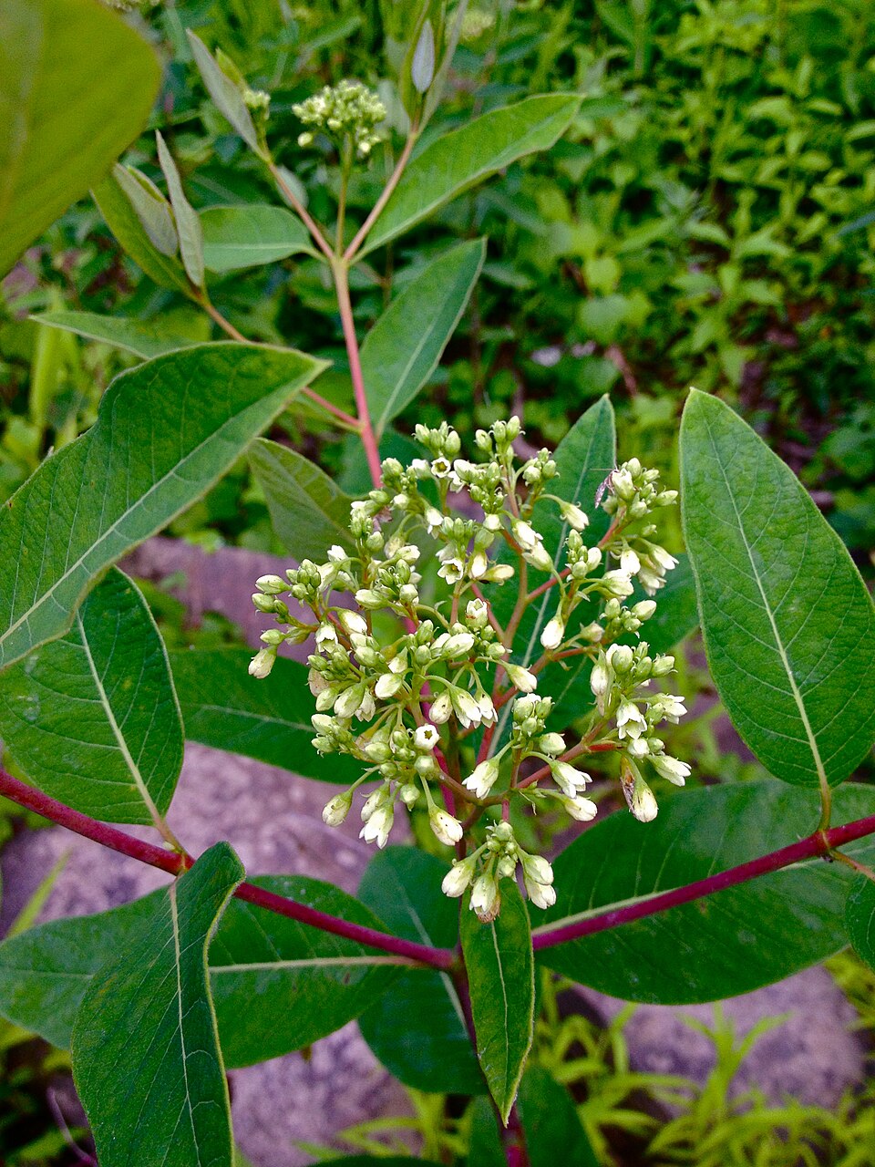 Apocynum cannabinum (hemp dogbane)