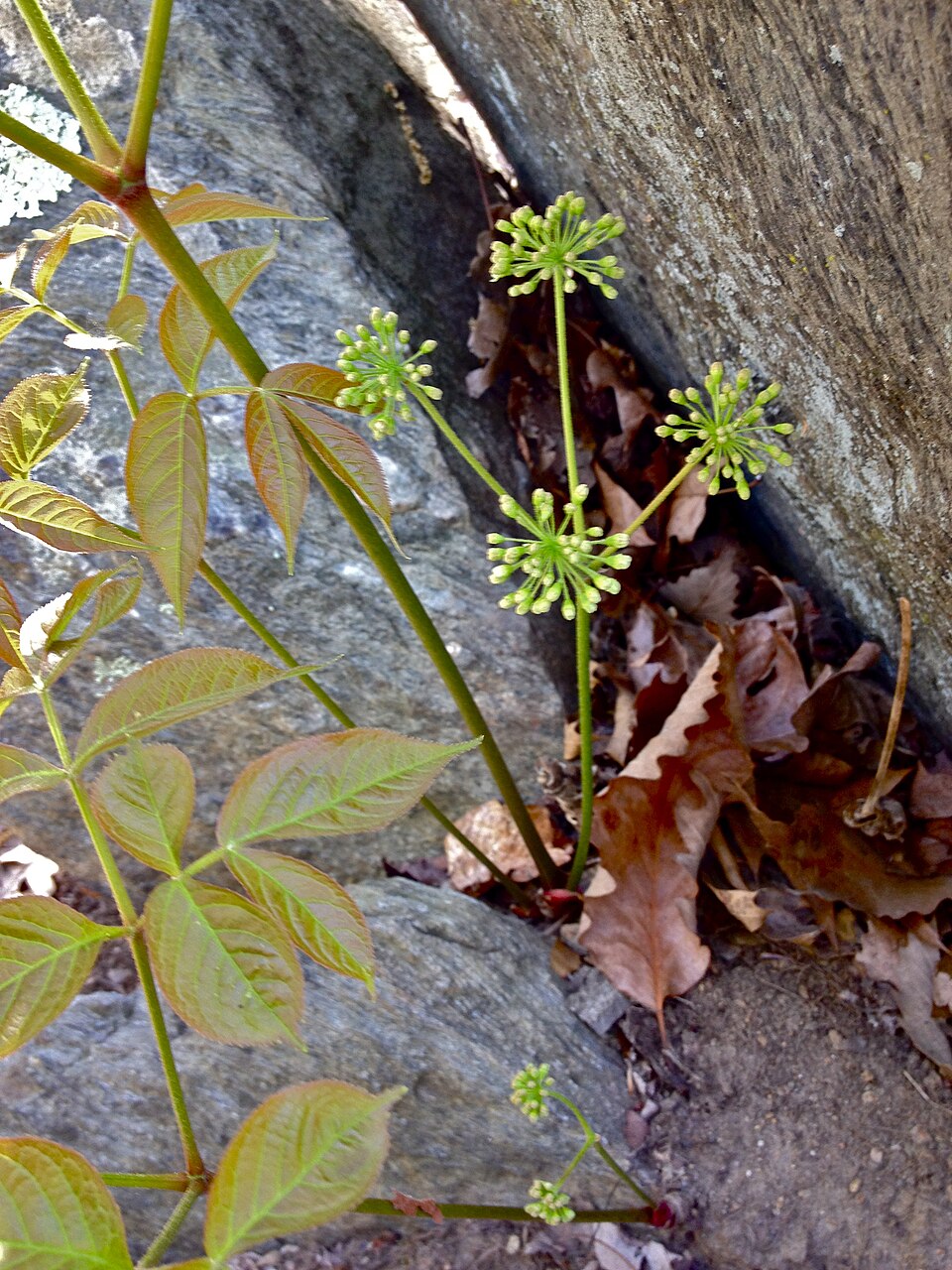 Aralia nudicaulis (wild sarsaparilla)
