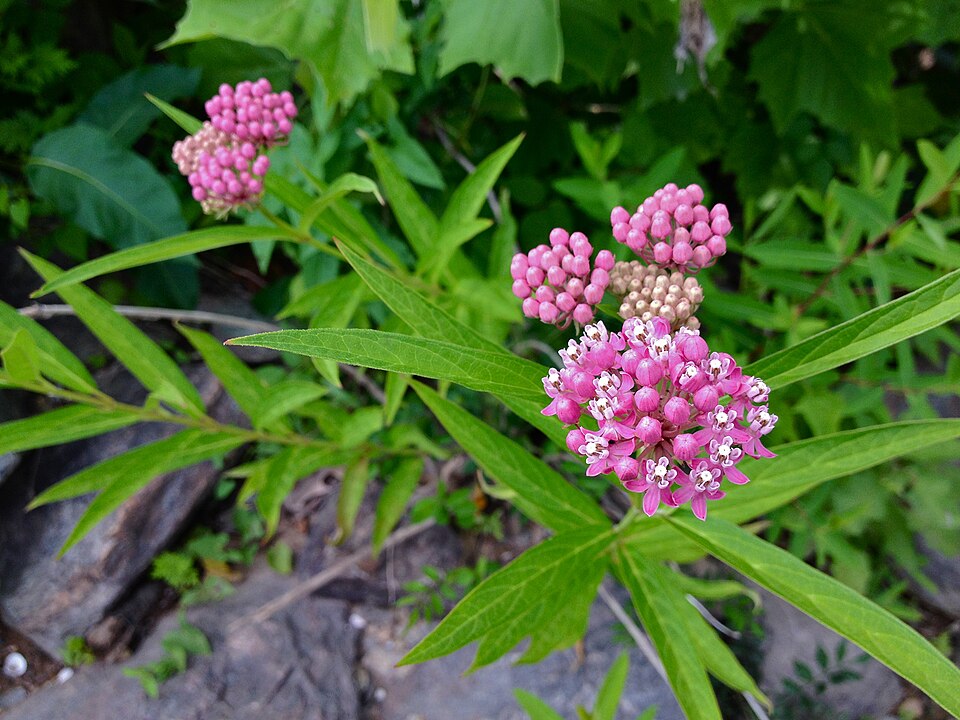 Asclepias incarnata (Swamp Milkweed) (alternate view 8)