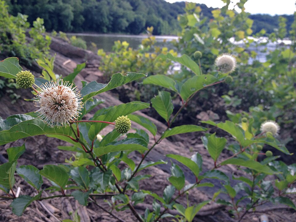 Cephalanthus occidentalis (Buttonbush) (alternate view 6)