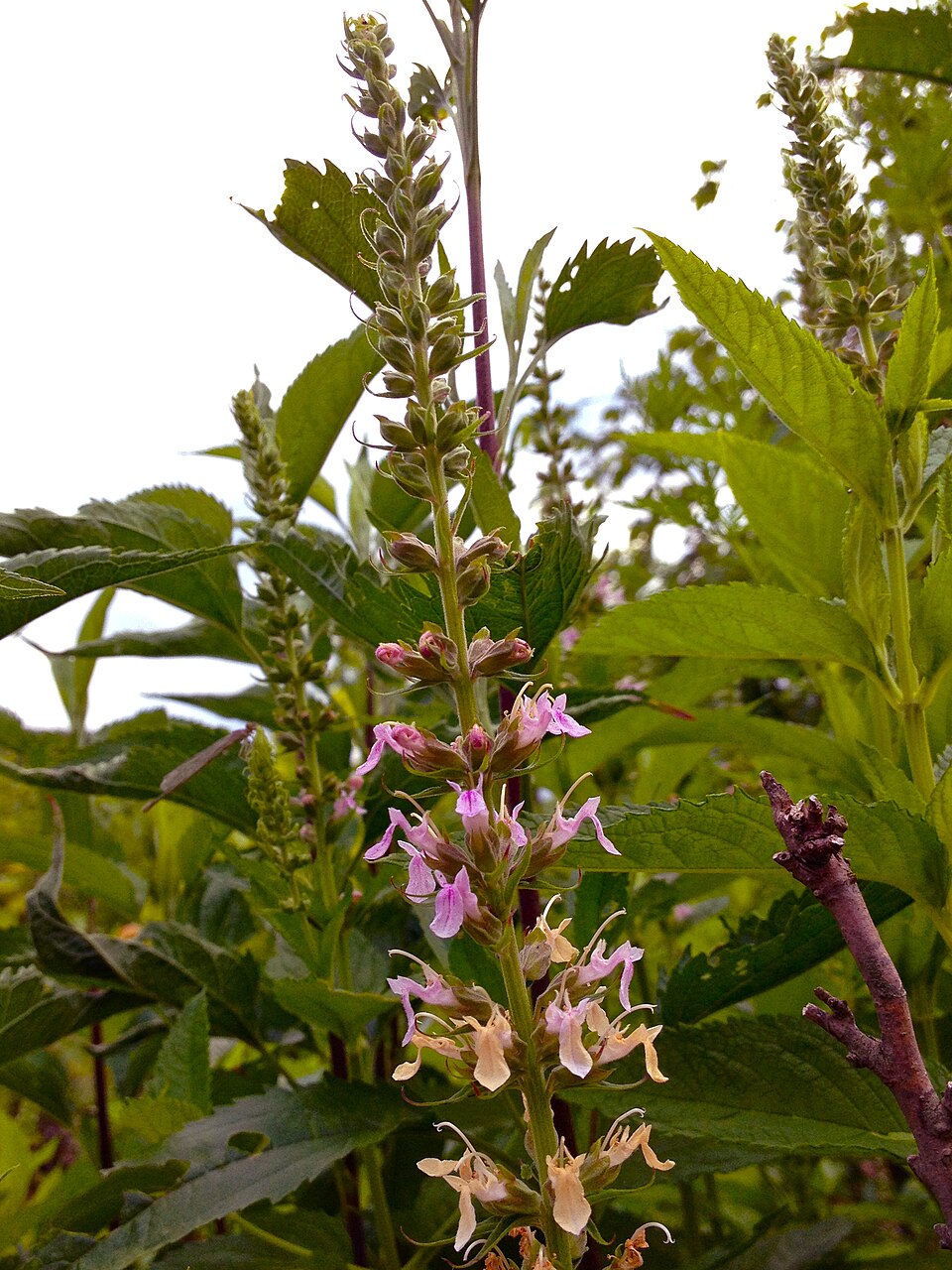 Teucrium canadense (American germander)