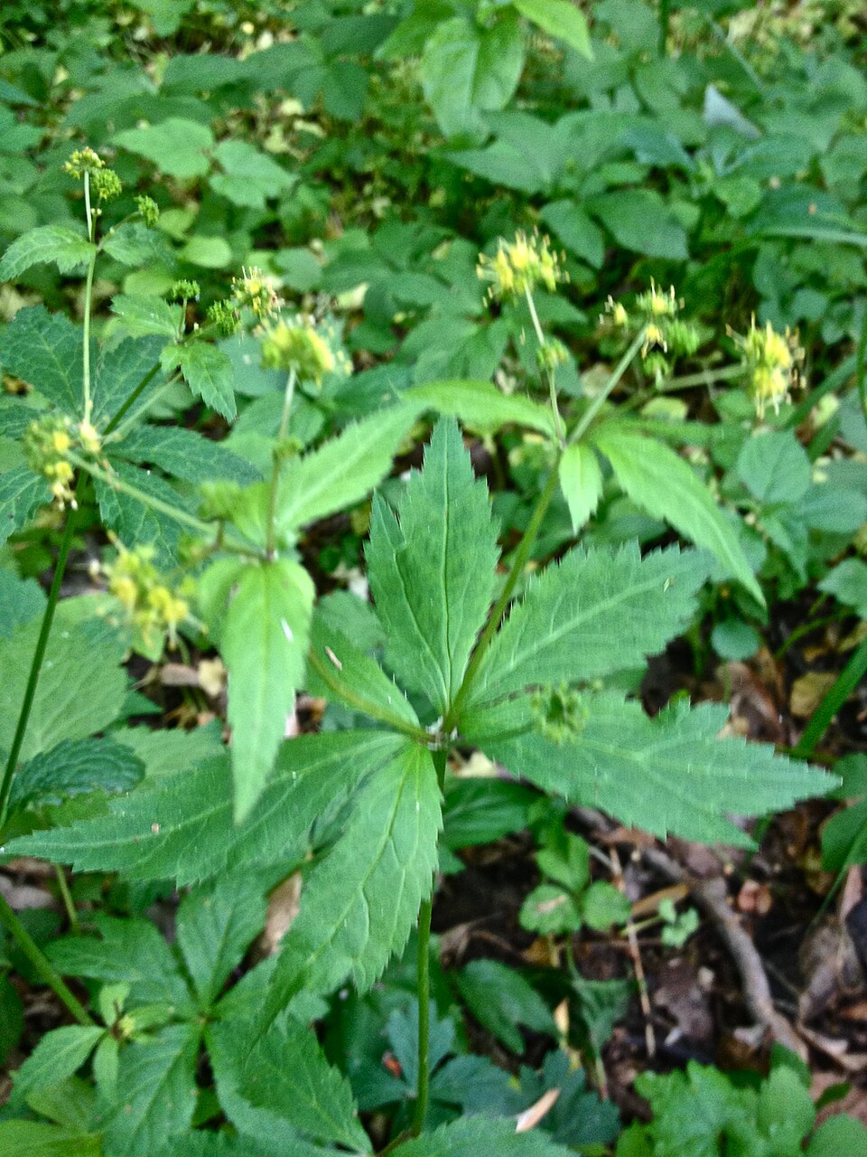 Sanicula odorata (Clustered Sanicle) (alternate view 6)